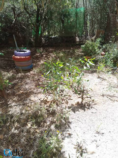 Location Bureau Alger Kouba - 6