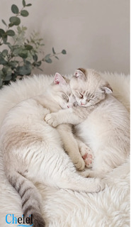 Chatton Scottish fold x - 2
