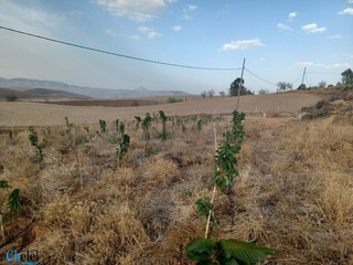 Vente Terrain Agricole Zighoud Youcef Constantine - 9