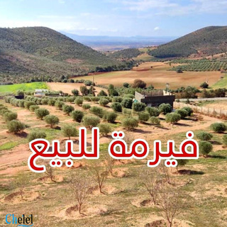 Vente Terrain Maghnia Tlemcen