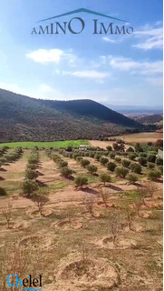 Vente Terrain Maghnia Tlemcen - 4